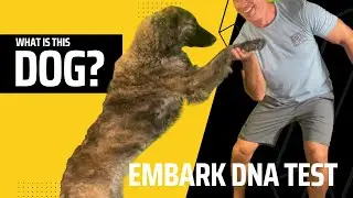 What Breed is my dog? Embark DNA Test (part 1)