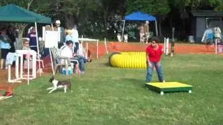 Flah - Rat Terrier AKC Agility 110611.wmv