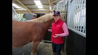 Should I be supplementing my pregnant mare's diet?
