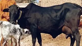 Super Quailty Cholistani black Beauti For Sale in punjab pakistan by dilbar dairy farm