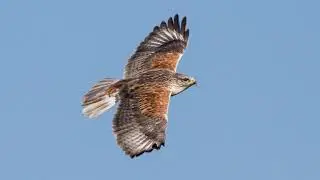 Winter Raptors of the Mendocino Coast, Part 3: Buteos and Harrier