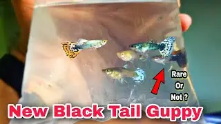 I Bought New Rare Guppy Black Tail And Silver Tail