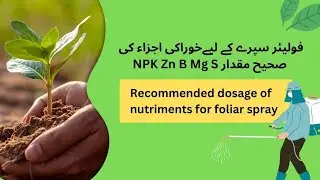 What is the recommended nutrient dosage for foliar spray application ???