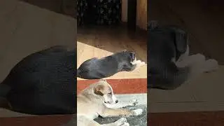 #puppy #street #vibes  #sleep #time #uttarakhand #universe #love #connection #roorkee #trending
