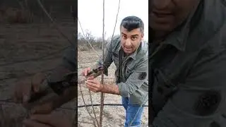 maxma 14 anaçlı yarı bodur kiraz da ilktaç Alman modifiye lider detaylı geniş anlatım