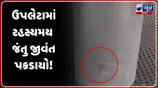 મોટી પાનેલીમાં રહસ્યમય જંતુ પકડાતા હલચલ | Mysterious Insect in Upleta