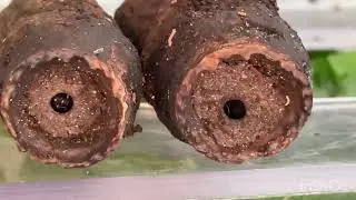 Évolution des gigantiops destructor made in France.