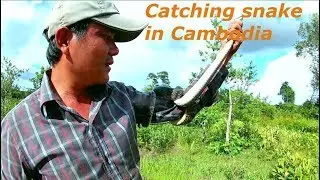 Wildlife & animals - catching  snake in Cambodia