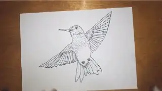 How to draw Hummingbird in 5 MInutes
