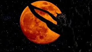 OWL SOUNDS FOR SLEEP. 10 HOURS OF AMBIENT NATURE SOUNDS.