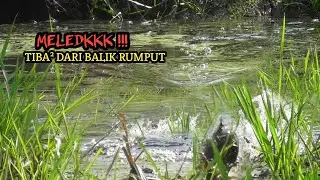 MELEDAKKK !! CASTING IKAN GABUS SEKETIKA UMPAN DI SAMBAR DARI BALIK RERUMPUTAN #AS-192