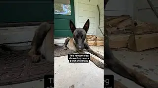 Mystery Dog Makes Herself At Home