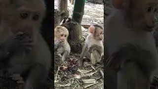 The pitiful baby monkey lost its mother #shorts