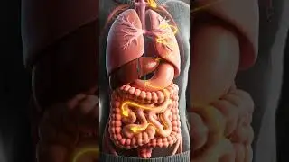 What Really Happens When Female Drink Tea |3DHuman Digestion Animation