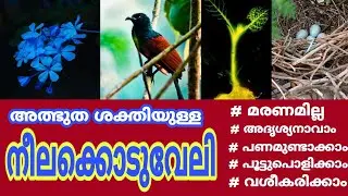 അത്ഭുത ശക്തിയുള്ള നീലക്കൊടുവേലി | Neelakkoduveli | chitraka