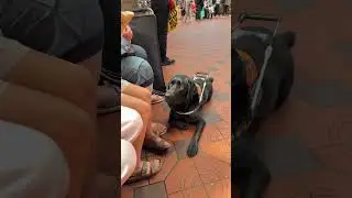 Guide dogs for the blind are really adorable. 🐶✨#dogguardian #dogguide #labradorretriever #doglover