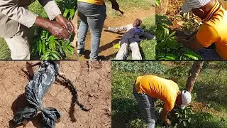 Pastor Matthew collapsed under iluminate tree after Getting satanic rings and beats woyyee wanja😭😭