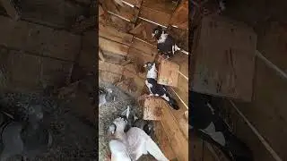 Loft design idea #loft #breeding #pigeon #breedingpair #loftdesign #homerpegion