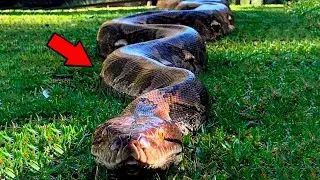 Los 6 monstruos m&aacute;s mortiferos del amazonas que asusta al mundo