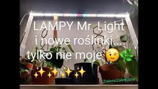 LAMPY Mr.Light  pierwsze spostrzeżenia i nowe roślinki....ale nie moje😉 ZAPRASZAM💚