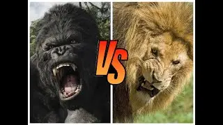 KING KONG VS LEON ¿Quién Gana? | COMBATE (ESPECIAL 1080 SUSCRIPTORES)