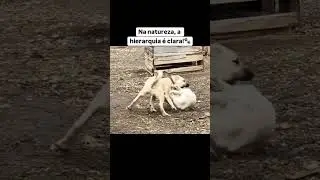Assista tamb&eacute;m