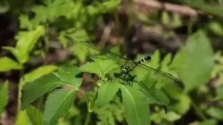 Dragonfly: Eastern Pondhawk
