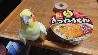 いいちこインコさんの浮気現場