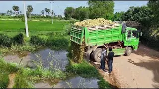 Perfectly Started New Project! Dump Truck Filling land,Expert Tech Bulldozer D20P Pushing Soil 