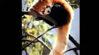 Red Panda Habitat