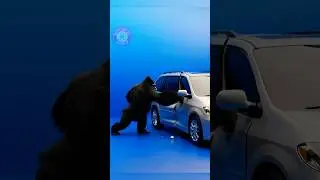 What happens if a wild animal attacks your car? #animals