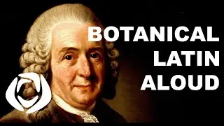 Species Plantarum - The Traditional English Pronunciation of Latin