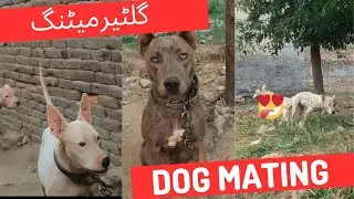 Gultair dog mating | dog crossing video | dogs breeding