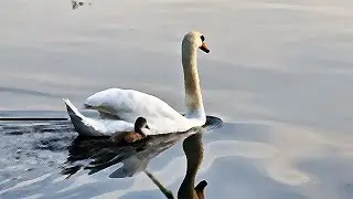 A Little Swan )) at Donauinsel