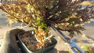 【SNP4】杉葉を落としきる #盆栽 #bonsai