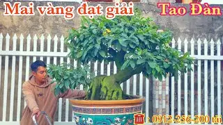 Mai vàng đạt giải tao đàn | mai vàng miền nam | ngày 15/1/2026