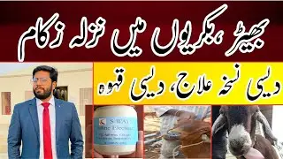 Cold Cough , Flu in Goats || Treatment || بھیڑ ، بکریوں میں نزلہ، زکام ، کھانسی کا دیسی نسخہ علاج
