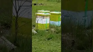 The bees are swarming! || The Floral Bee Garden
