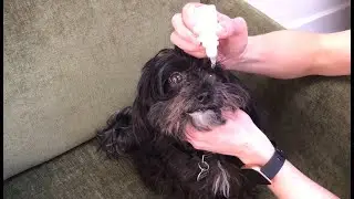 How To Apply Dog Eye Drops