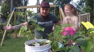 Getting figgy on Mrs. Citystead's b-day! New Fig Trees