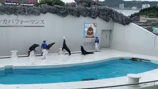 Sea Lion amazing Performance( アシカ　パフォーマンス) - Kamogawa SeaWorld、Japan  {Ball an lo thiam khawp mai}