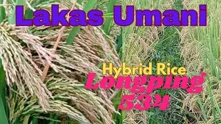Rice Farming: Longping 534 | Hybrid Rice 75 DAT | @agrisikap