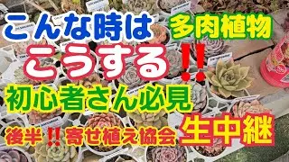 【多肉植物】【生中継】こんな時はこうする‼️初心者🔰さん必見‼️後半‼️寄せ植え協会✴️生中継✴️2026年1月19日