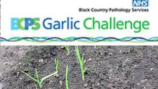 BCPS Garlic December 2018