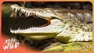 PREHISTORIC PREDATORS | World's Deadliest Crocodiles | 4K
