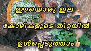 കോഴികളുടെ തീറ്റയിൽ ഉൾപെടുത്താവുന്ന കൊടവൻ ഇല | kozhi teetha | kozhi malayalam | ila ela
