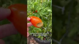Blossom End Rot on Tomatoes! Causes & How to Fix