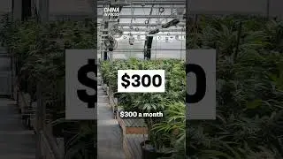 Feds Investigate New Trend in Marijuana Growing