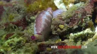 Simnie blanche - Simnia spelta - Palavas - www.loeilduplongeur.com