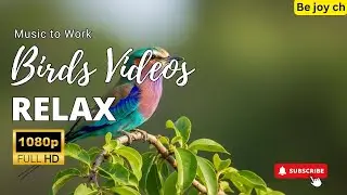 Calm Birdsong Therapy ~ Natural Healing for Depression, Anxiety & Mental Clarity